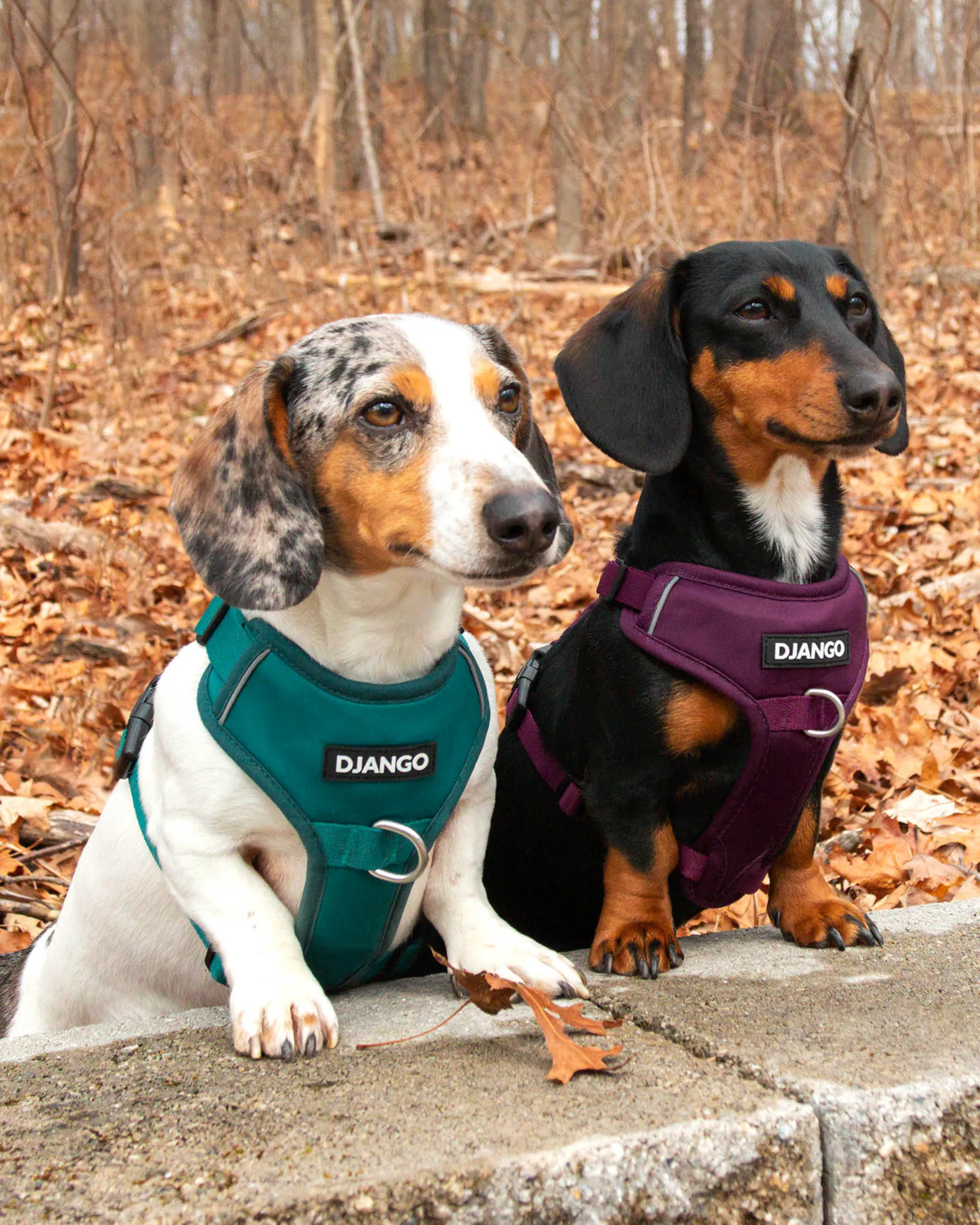 Tahoe Bundle — Harness, Leash, and Collar Set